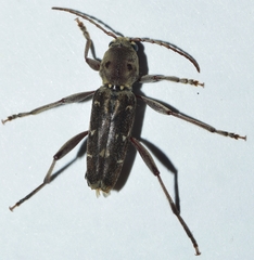 Xylotrechus stebbingi