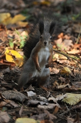 Sciurus vulgaris