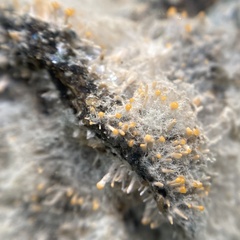 Stilbella fimetaria