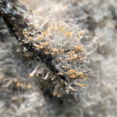 Stilbella fimetaria