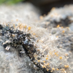 Stilbella fimetaria