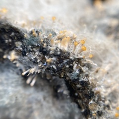 Stilbella fimetaria