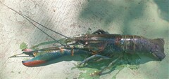 Cherax quadricarinatus