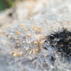 Stilbella fimetaria