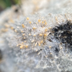 Stilbella fimetaria
