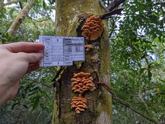 Cerrena zonata