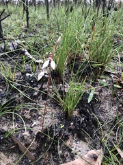 Eriochilus cucullatus