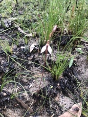 Eriochilus cucullatus