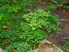 Thalictrum javanicum