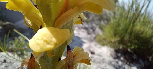 Image of Disa sabulosa by (c) Adele SL, some rights reserved (CC BY)