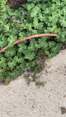 Geranium pyrenaicum