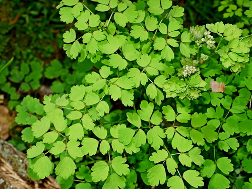 Thalictrum javanicum, photograph 1