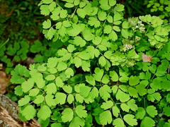 Jacy Chen, CC BY, iNaturalist via GBIF Thalictrum javanicum, photograph Jacy Chen, CC BY, iNaturalist via GBIF