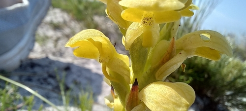 Image of Disa sabulosa by (c) Adele SL, some rights reserved (CC BY)