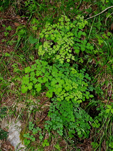 Thalictrum javanicum, photograph 2