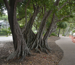 Planchonella obovata