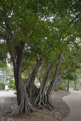 Planchonella obovata