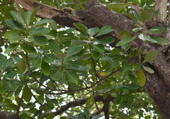 Planchonella obovata