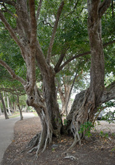 Planchonella obovata