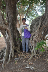 Planchonella obovata