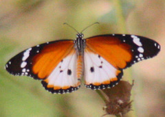 Danaus chrysippus alcippus