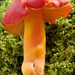Crimson Waxcap - Photo (c) Amadej Trnkoczy, some rights reserved (CC BY-NC-SA)