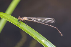 Pseudagrion ignifer
