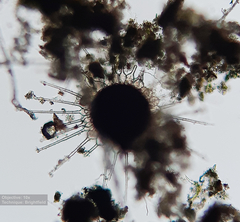 Phyllactinia