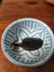 Lepidurus apus