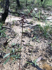 Genoplesium simulans