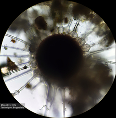 Phyllactinia