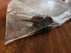 Lepidurus apus