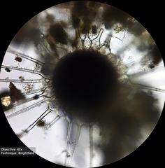 Phyllactinia