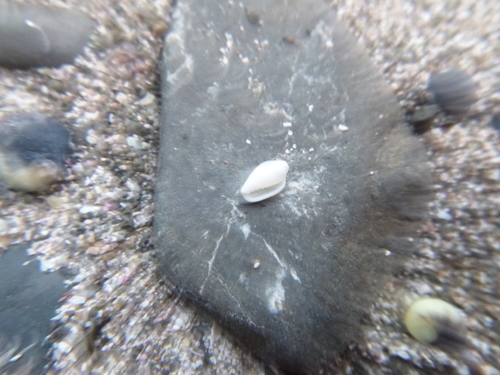 Mesoginella koma