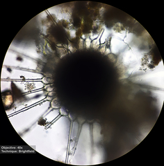 Phyllactinia