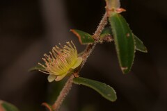 Hypocalymma