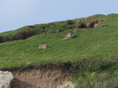 Oryctolagus cuniculus cuniculus