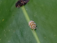 Lophopinae