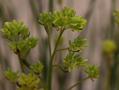 Glischrocaryon behrii