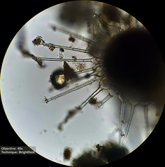 Phyllactinia