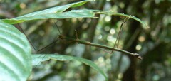 Marmessoidea