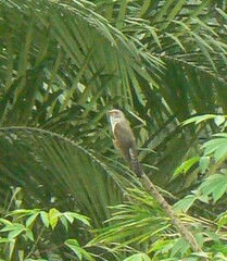 Cacomantis merulinus