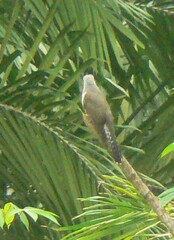 Cacomantis merulinus