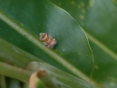 Lophopinae
