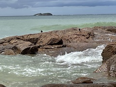 Haematopus fuliginosus