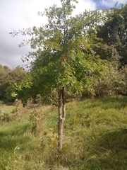 Quercus rubra rubra