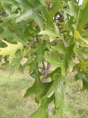 Quercus rubra rubra