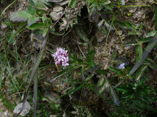 Image of Valeriana fauriei by (c) Jacy Chen, some rights reserved (CC BY)