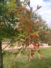 Quercus rubra rubra