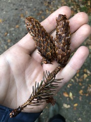 Picea sitchensis